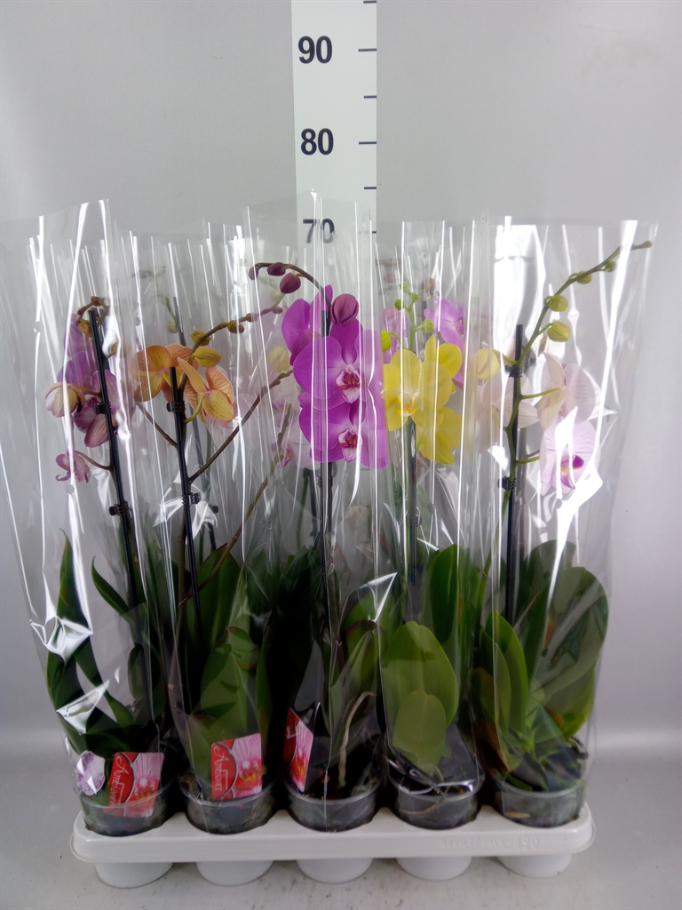 Phalaenopsis Mix 12Ø 65cm 1st