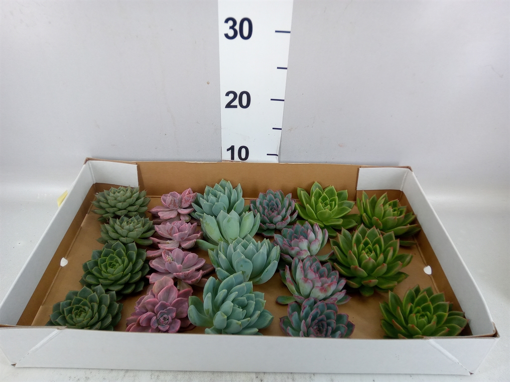 Echeveria Mixed 508Ø