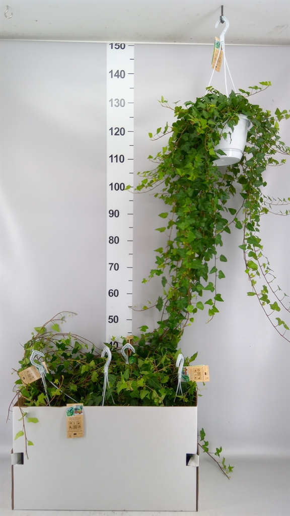 Hedera Helix Anna 17Ø 90cm