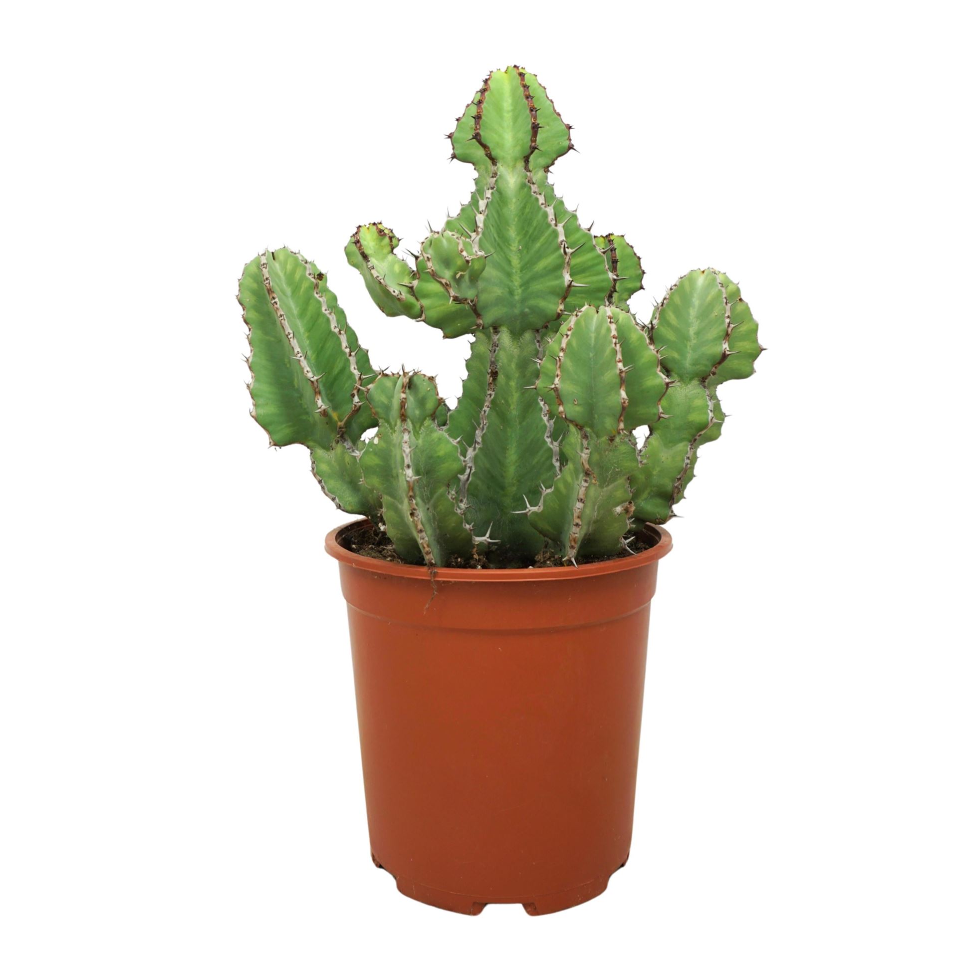 Euphor Succulenten 24Ø 50cm