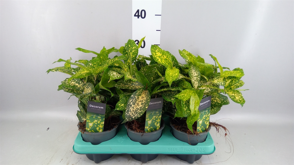 Dracaena Florida Beauty 12Ø 30cm