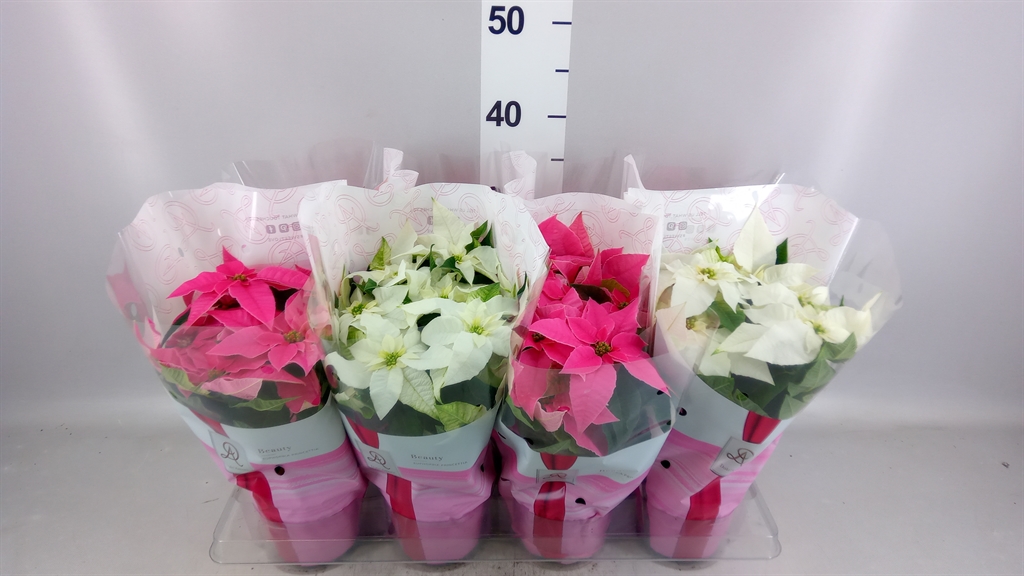 Euphor P Pri Gem 12Ø 31cm