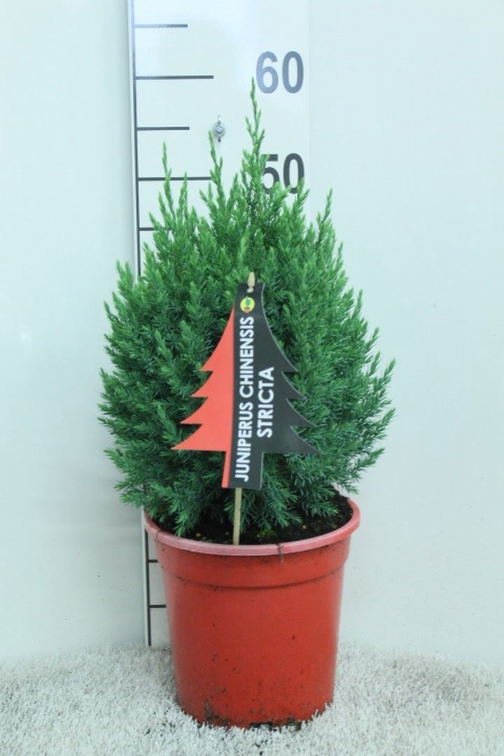 Juniperus Stricta 21Ø 75cm