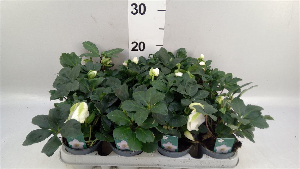 Helleborus Christmas Carol 9Ø 17cm