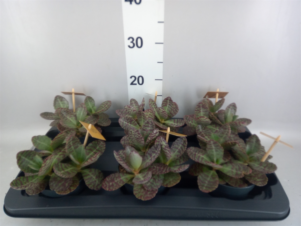 Kalanchoe Surprising Desert 12Ø 30cm