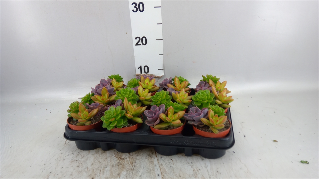 Succulenten Overig 508Ø