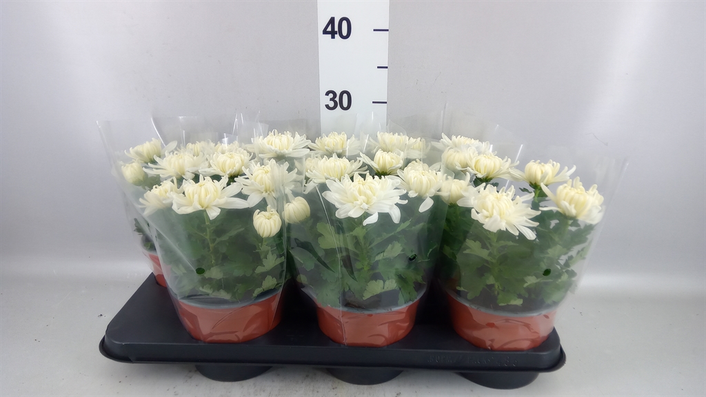 Chrysanth Cosmo White 15Ø 33cm