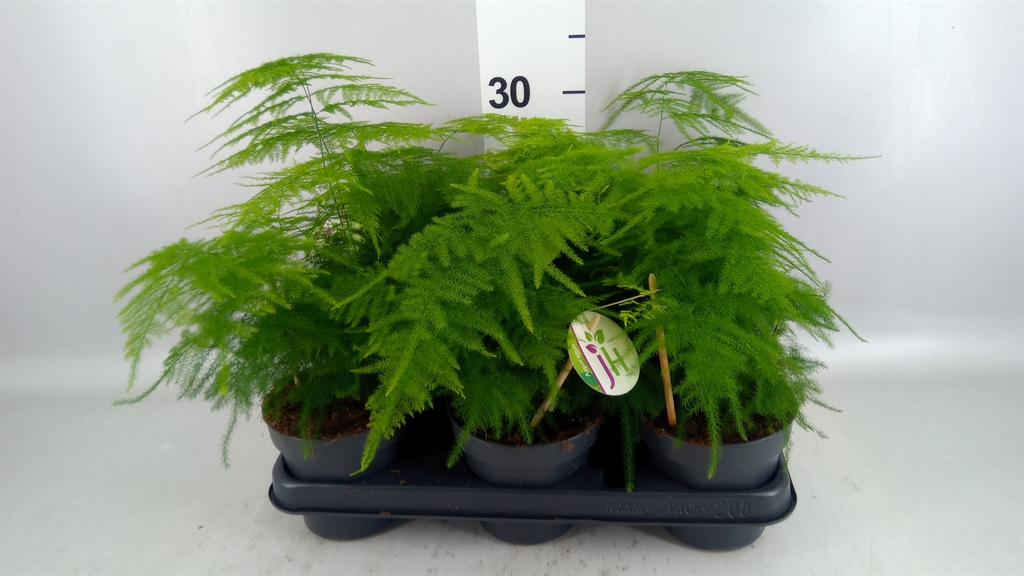 Asparagus Setaceus 12Ø 30cm