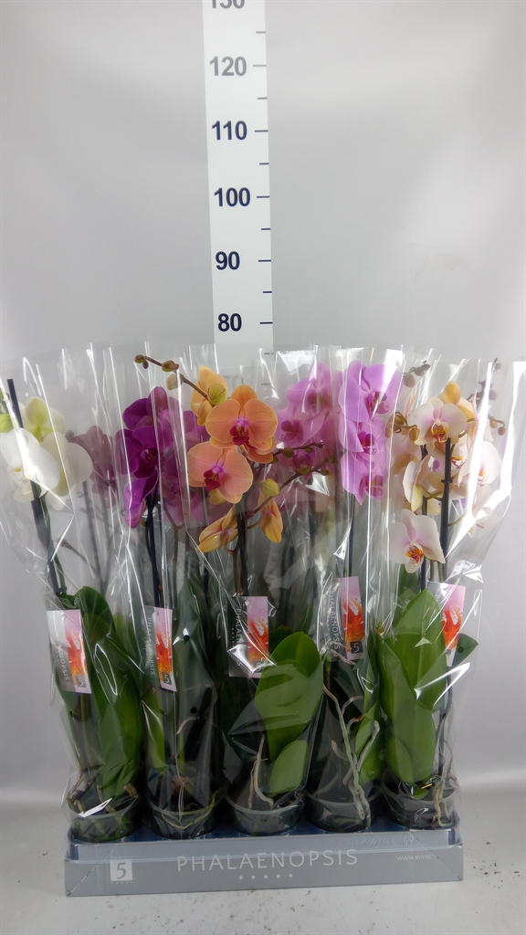 Phalaenopsis Mix 7 Colours 12Ø 60cm 2st