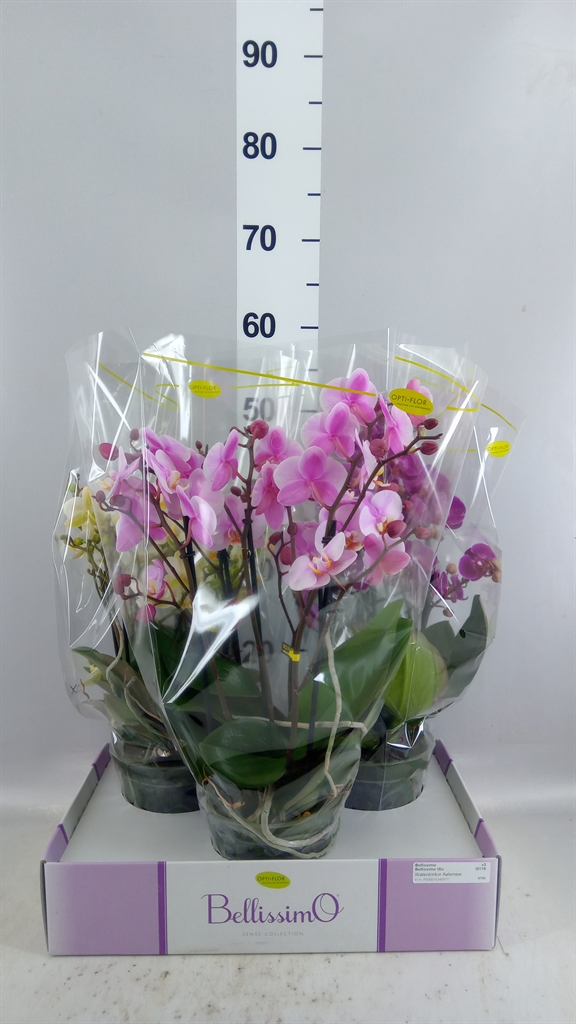 Phalaenopsis Multiflora Mix 3 Colours 15Ø 50cm 4st