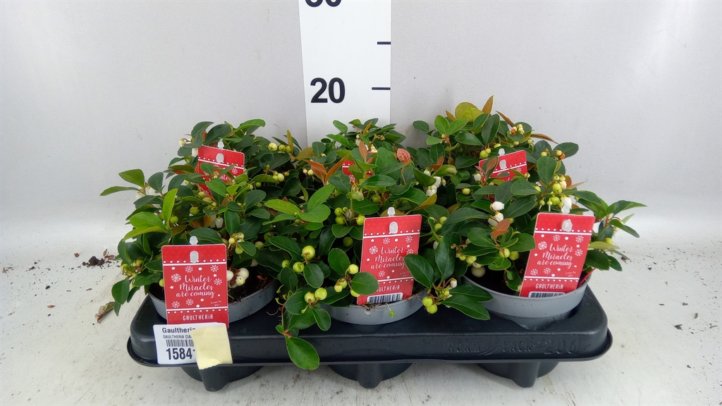 Gaultheria Ciao Bella White 12Ø 15cm