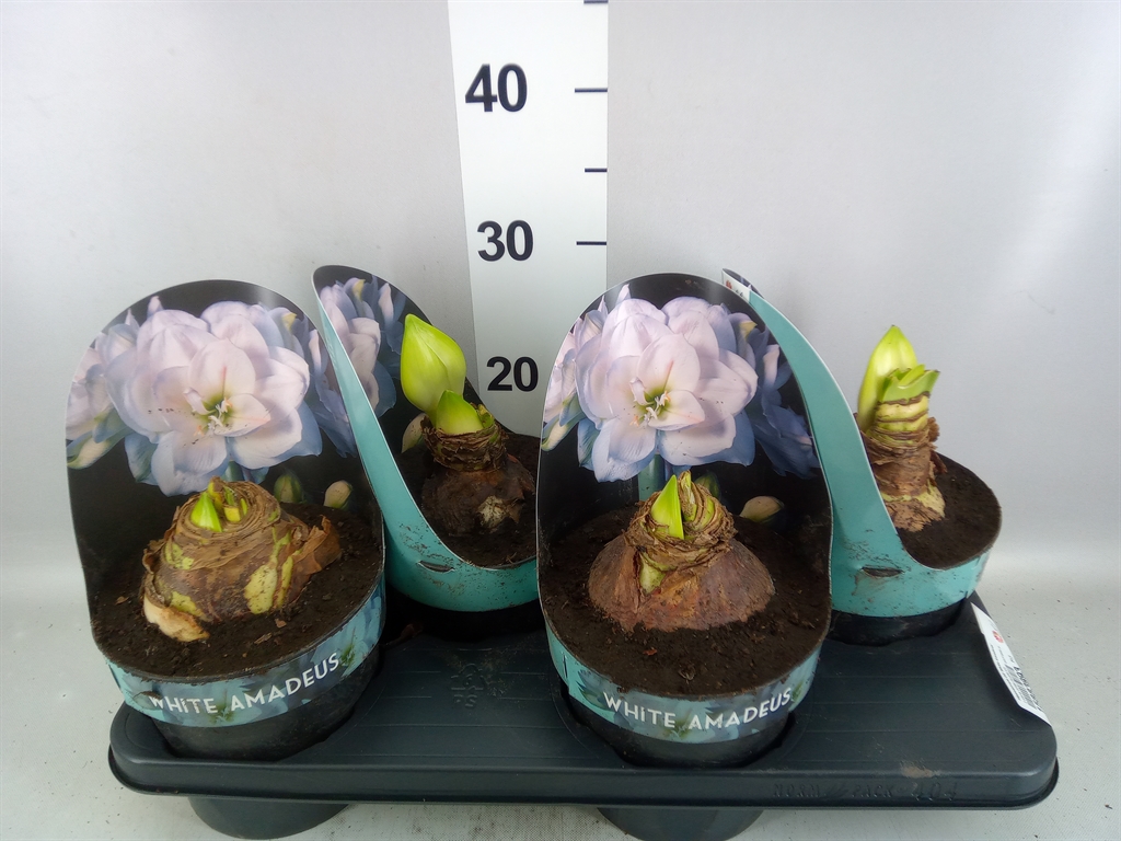 Hippeastrum White Amadeus 17Ø 25cm