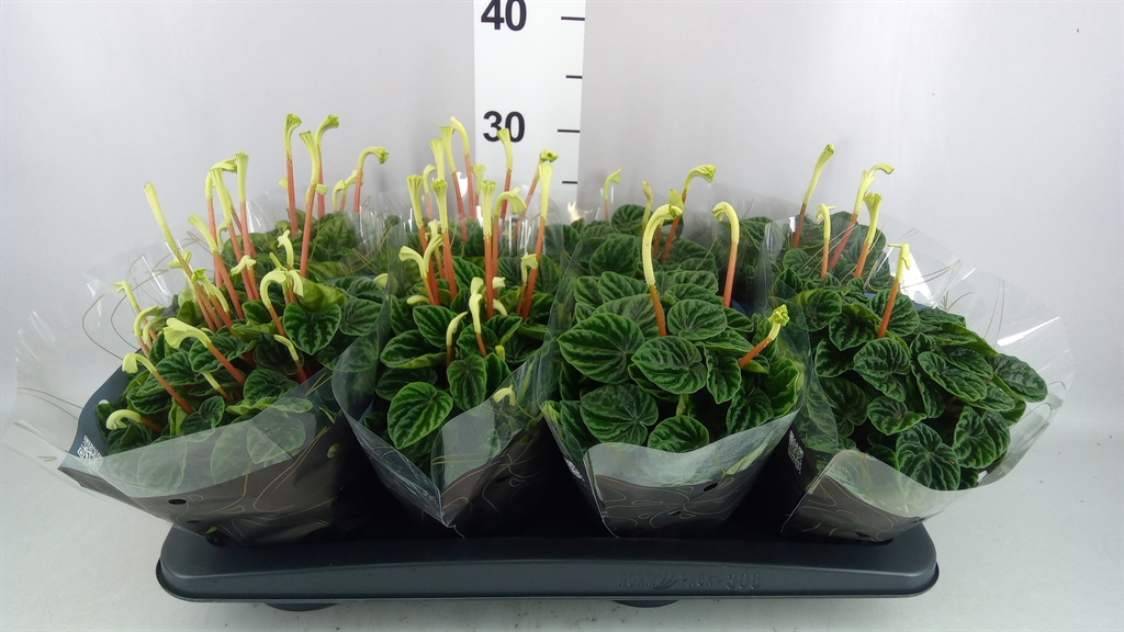 Peperomia Caperata Lilian 12Ø 30cm