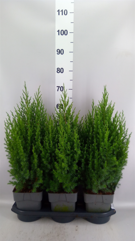 Juniperus Stricta 19Ø 65cm