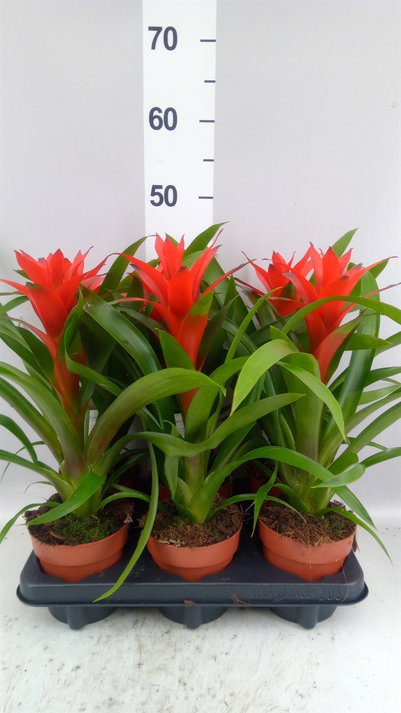 Guzmania Ostara 12Ø 50cm