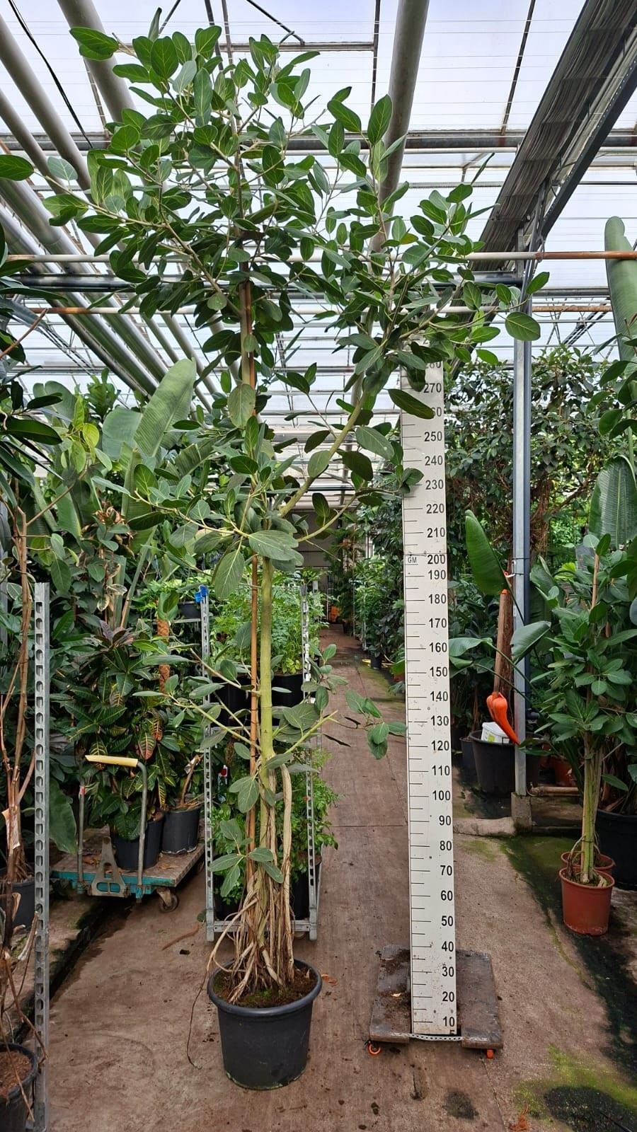 Fic Ov Benghal Audre 45Ø 350cm