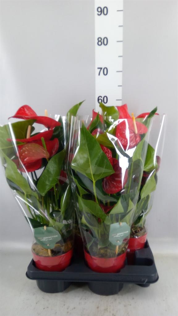 Anthurium Minnesota 14Ø 50cm