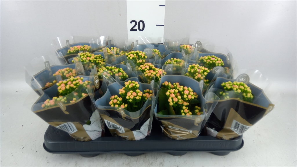 Kalanchoe Double Rosalina Alano Bicolor 7Ø 15cm