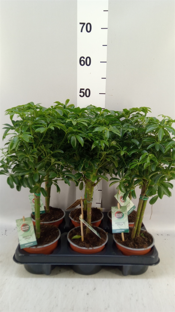 Schef Ar Luseana 12Ø 40cm