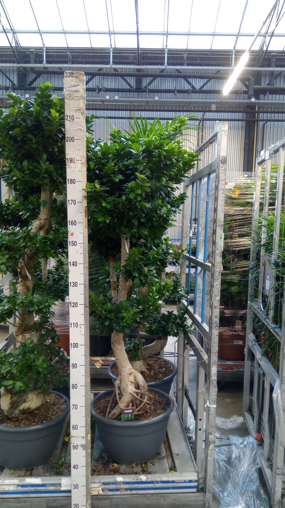Ficus Microcarpa Ginseng 45Ø 170cm