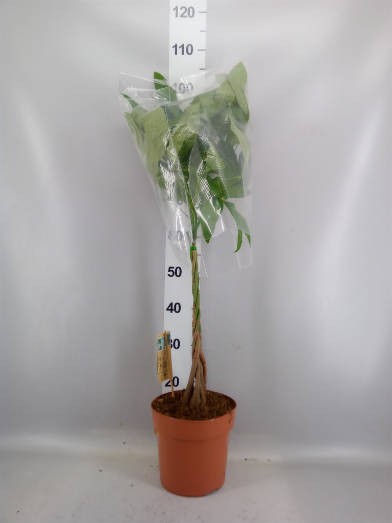 Pachira Aquatica 21Ø 90cm