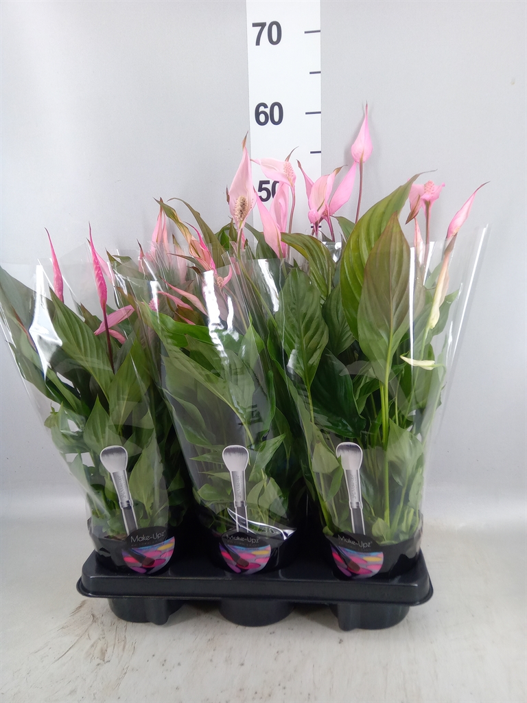 Spathiphyllum Bellini 13Ø 45cm