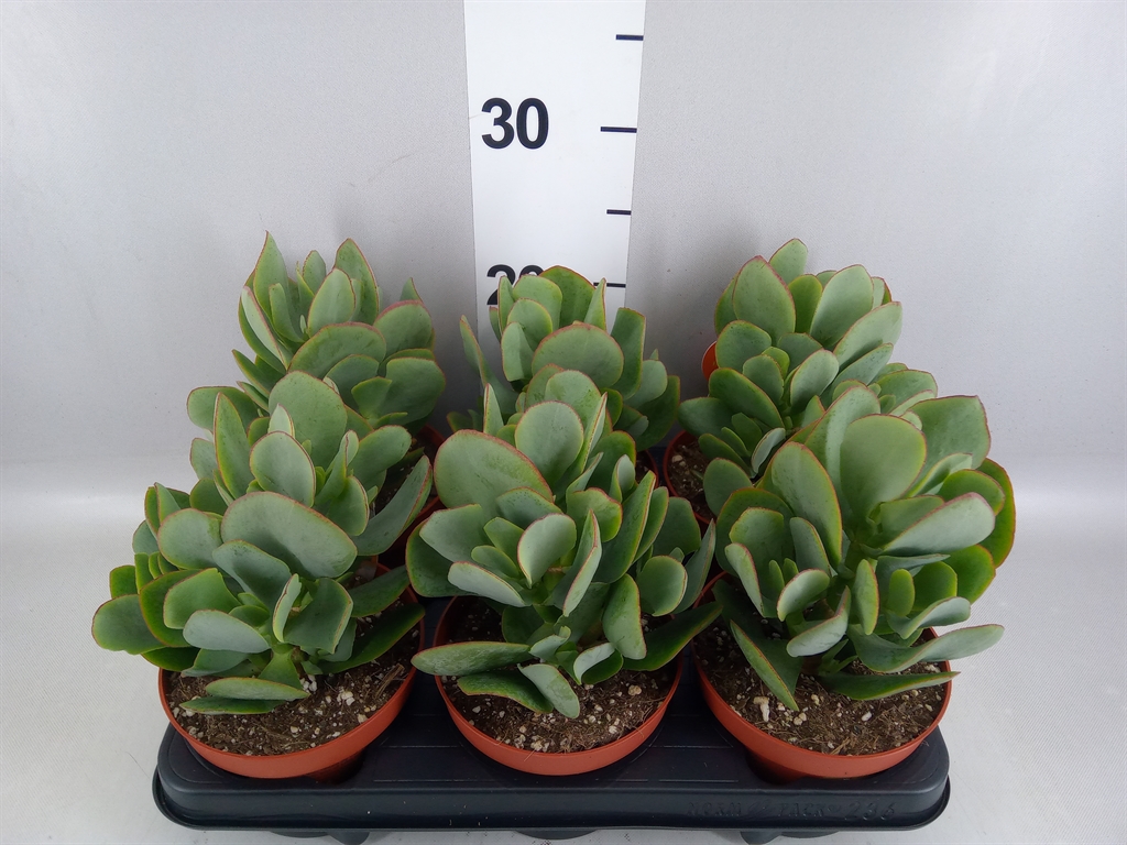 Crassula 13Ø 16cm
