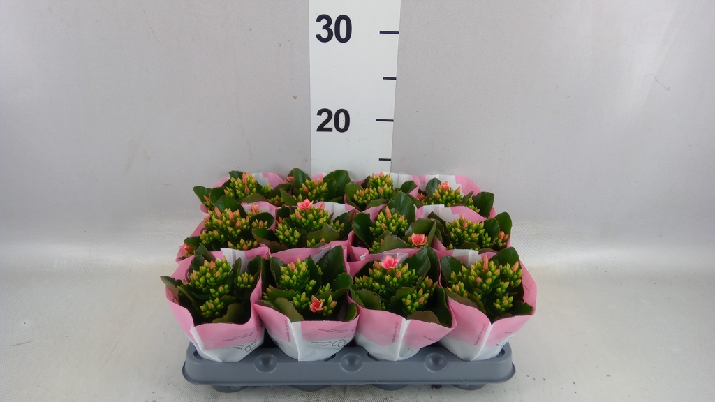 Kalan B Ge Gem 4 Kl 6Ø 14cm