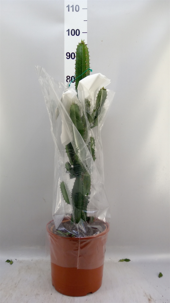 Euphor Candelabrum 25Ø 120cm