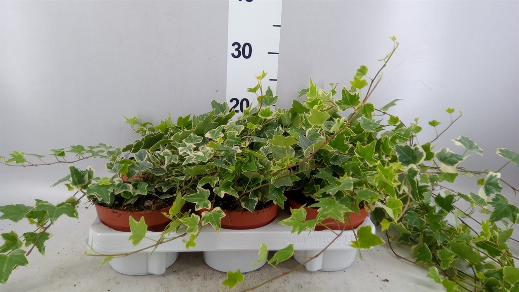 Hedera Helix Eva 13Ø 30cm