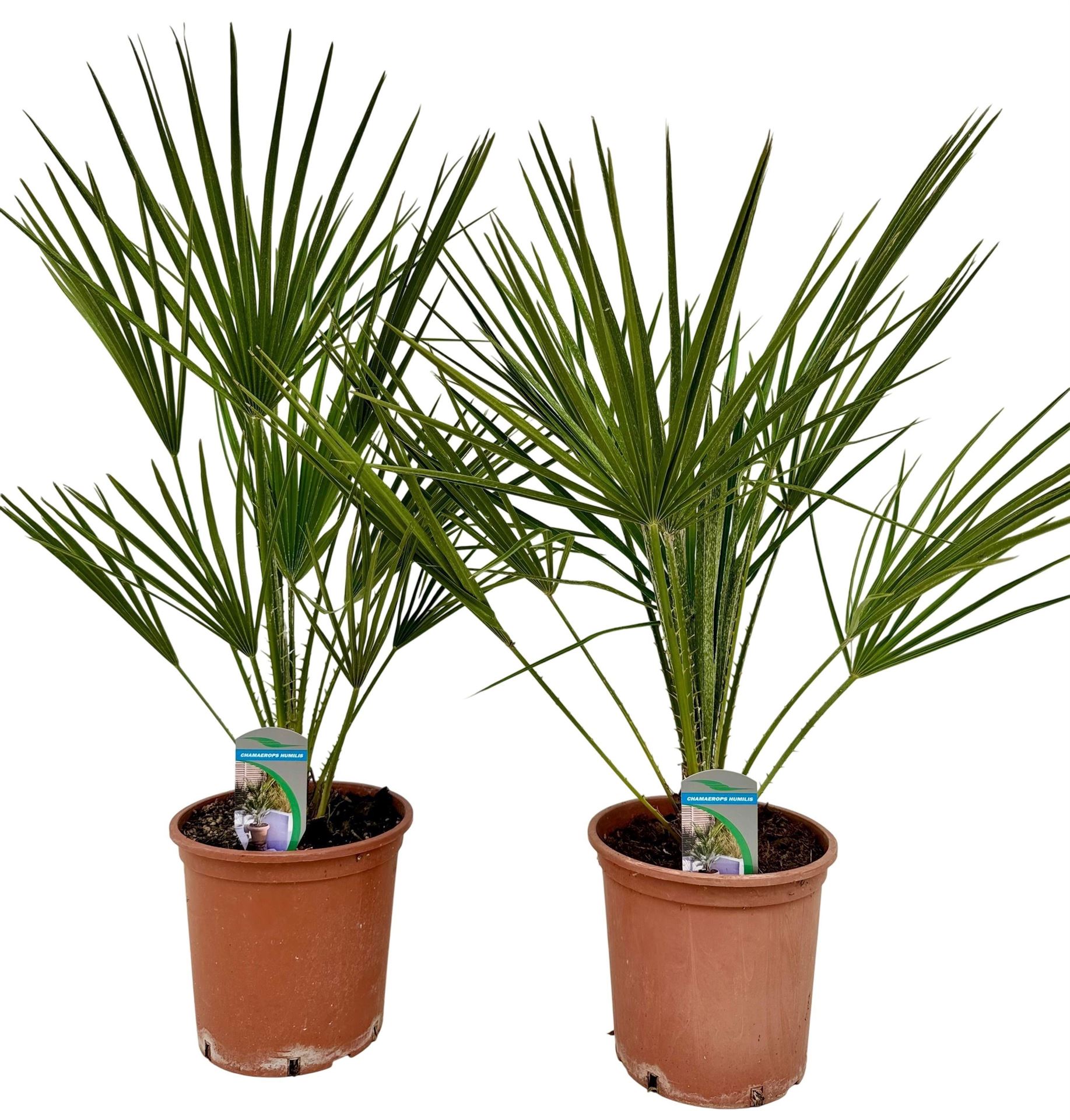 Chamaerops Humilis 18Ø 65cm