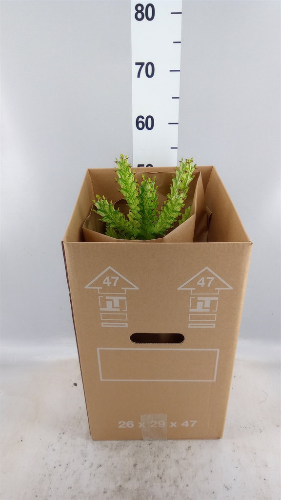 Euphor Succulenten 21Ø 55cm