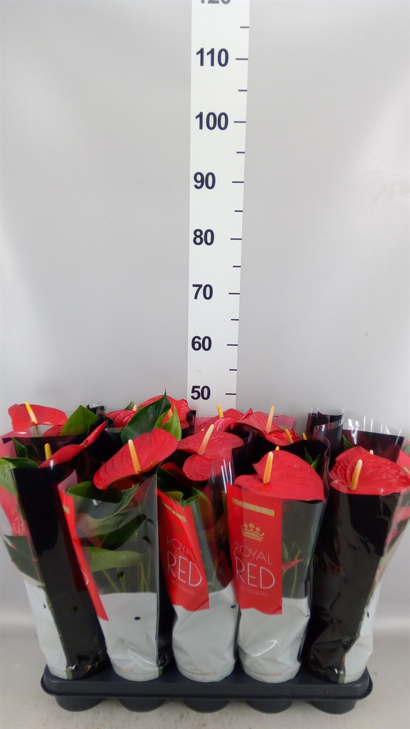 Anthurium Querida 12Ø 45cm