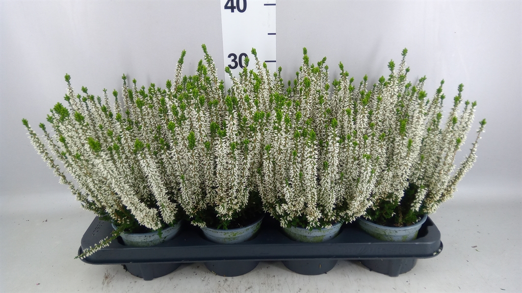 Calluna Beauty Ladies Verenka 12Ø 25cm