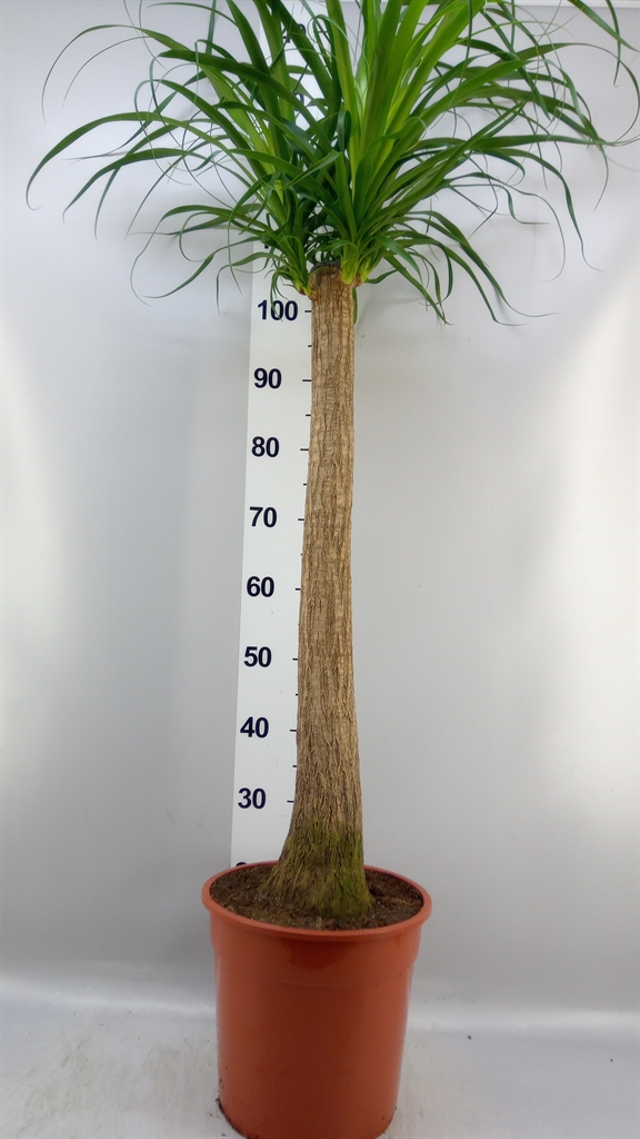 Beaucarnea Recurvata 27Ø 120cm