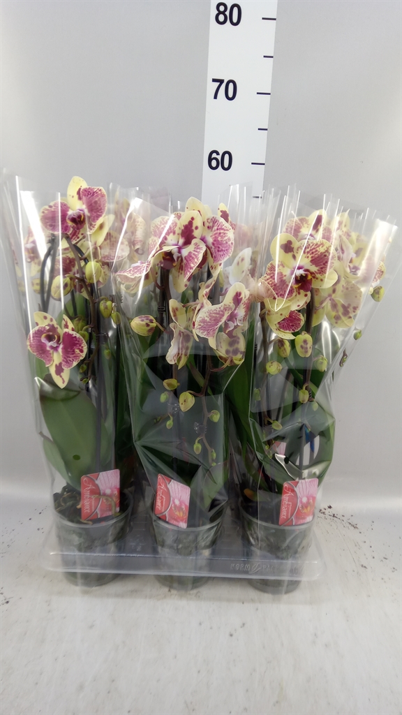 Phal El Cascade 12Ø 45cm