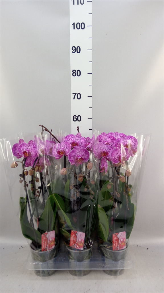 Phalaenopsis Cascade 12Ø 45cm 2st