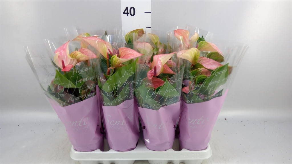 Anthurium Matata 9Ø 35cm
