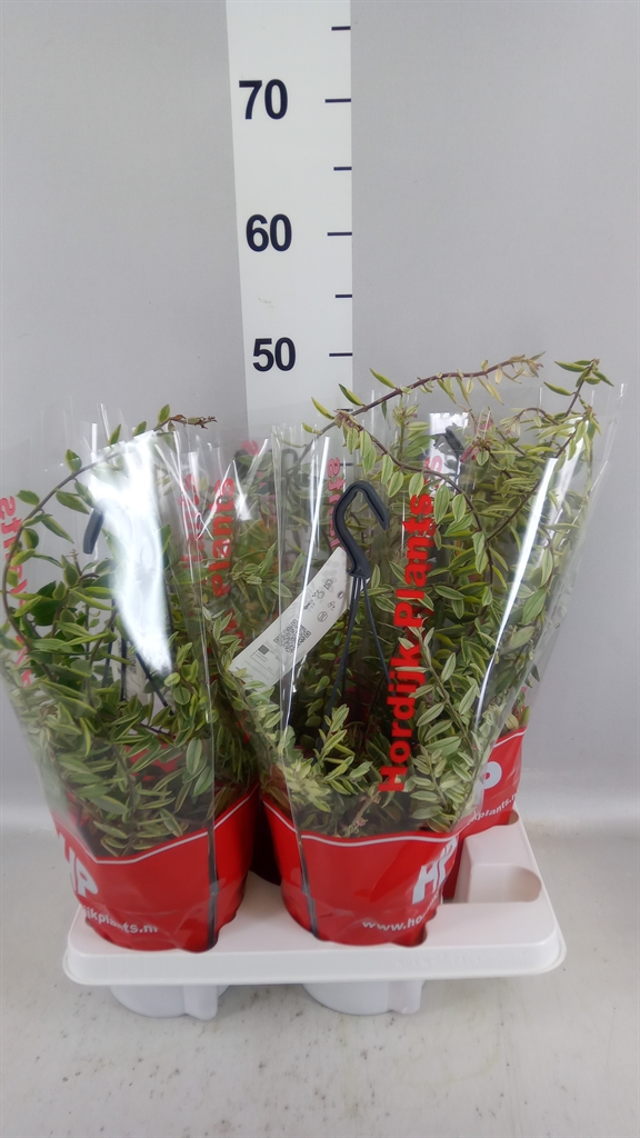 Aeschynanthus Bolero Bicolore 15Ø 40cm