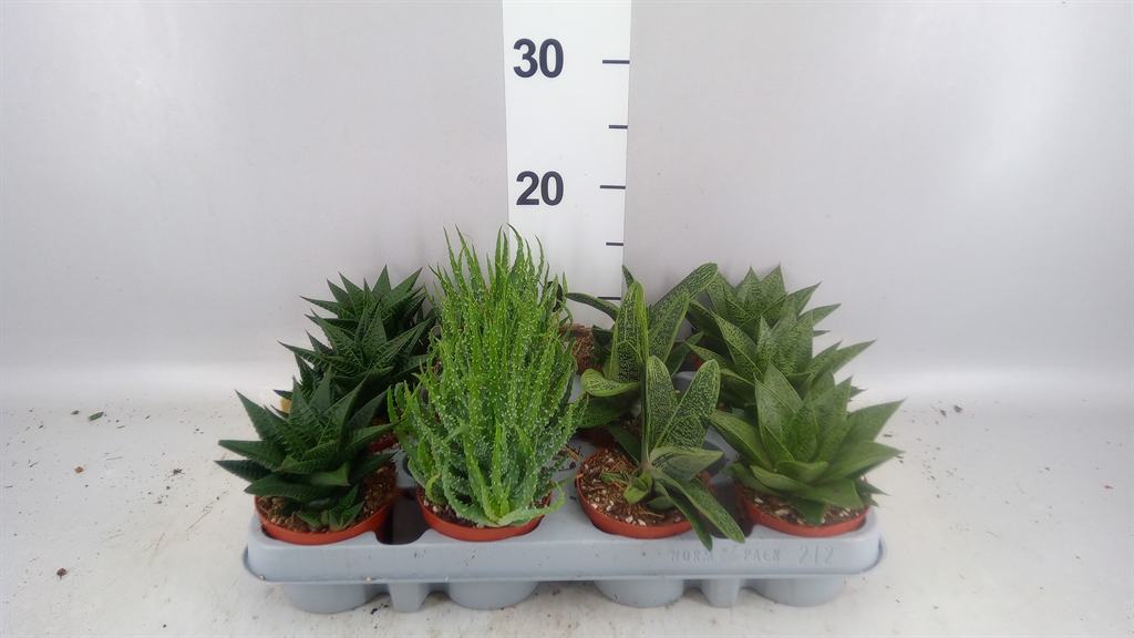 Aloe Mix 8Ø 12cm