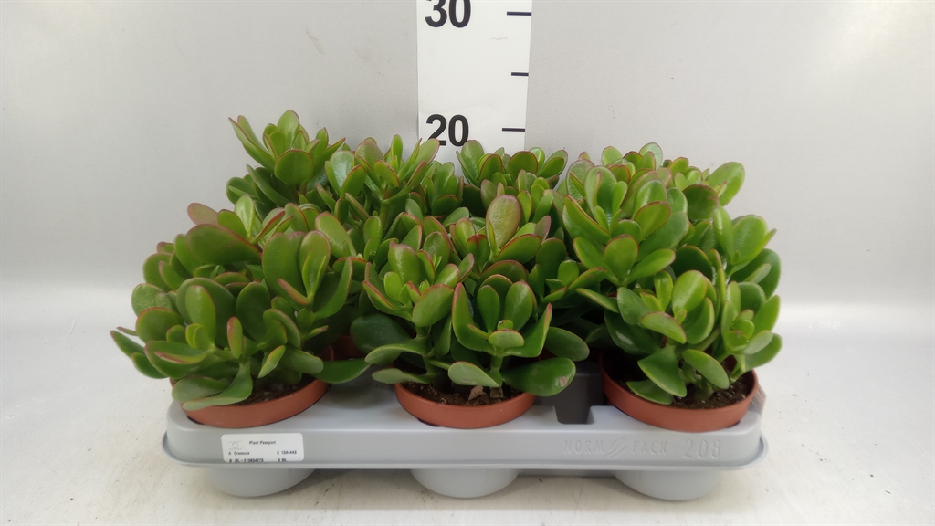 Crassula Ovata 10Ø 20cm
