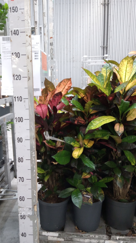 Codiaeum Small Leaf Mrs Iceton 23Ø 100cm
