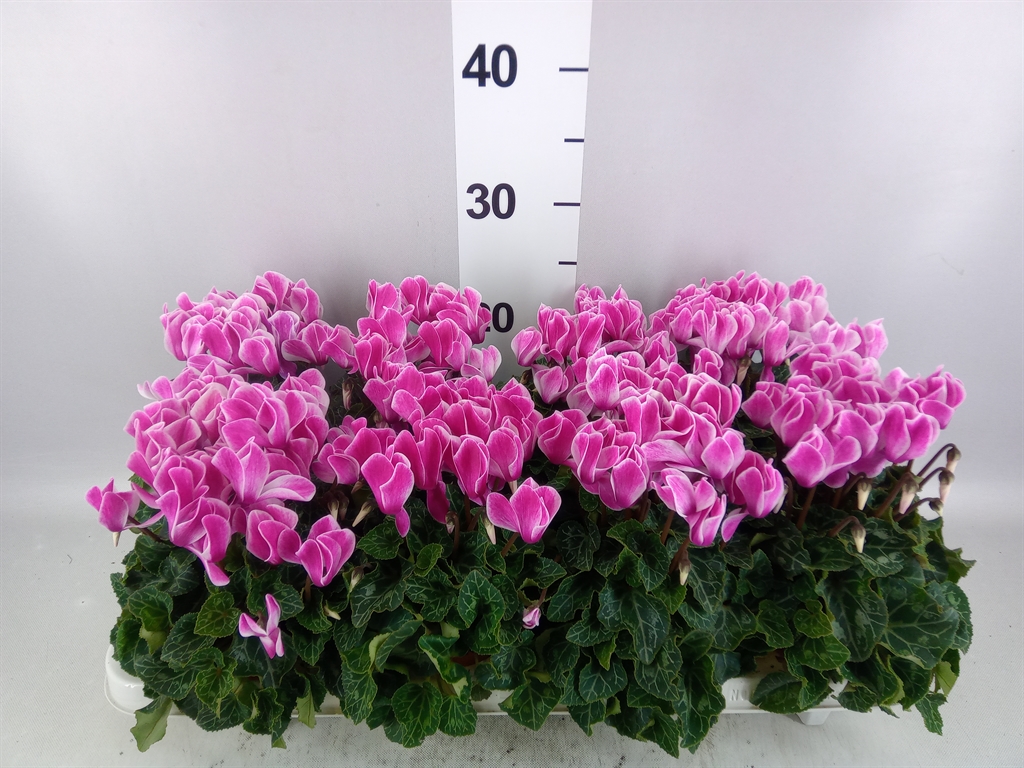 Cyclamen Super Serie Allure 10Ø 25cm