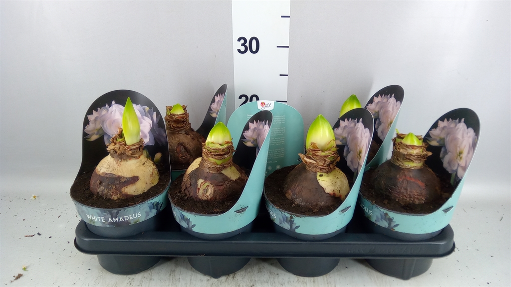 Hippeastrum White Amadeus 14Ø 25cm