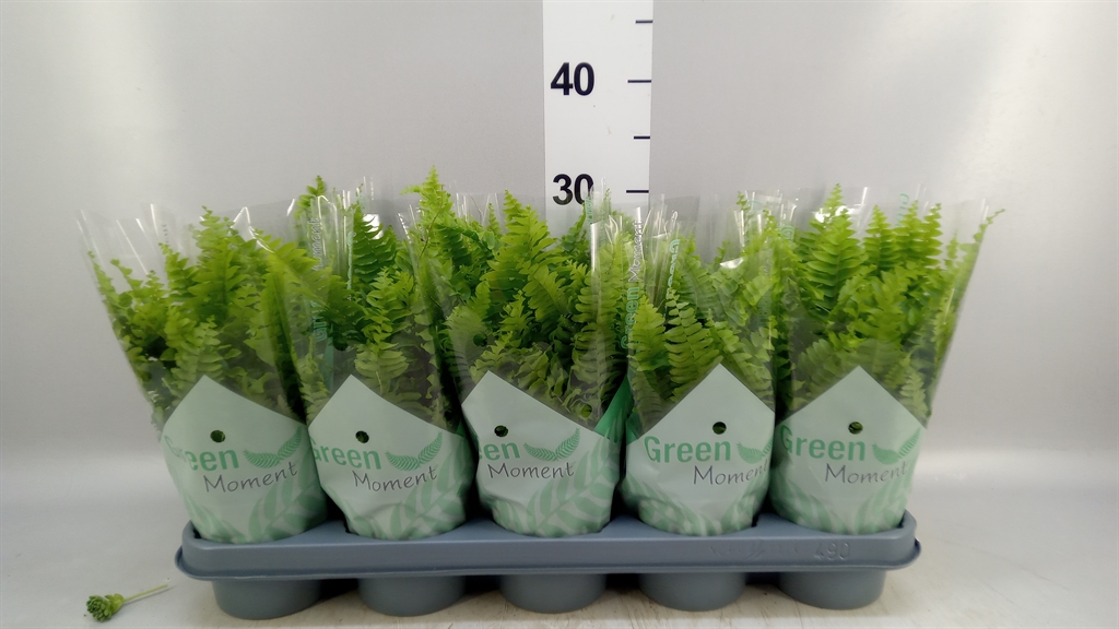 Nephrolepis Green Moment 12Ø 40cm