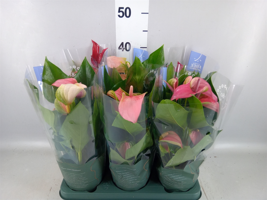 Anthurium Mix 12Ø 43cm