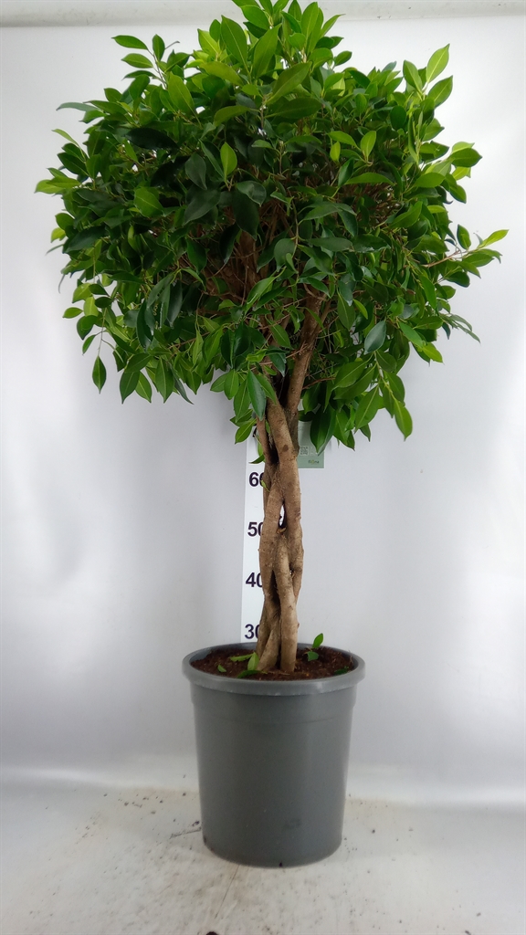 Fic Overig 31Ø 125cm