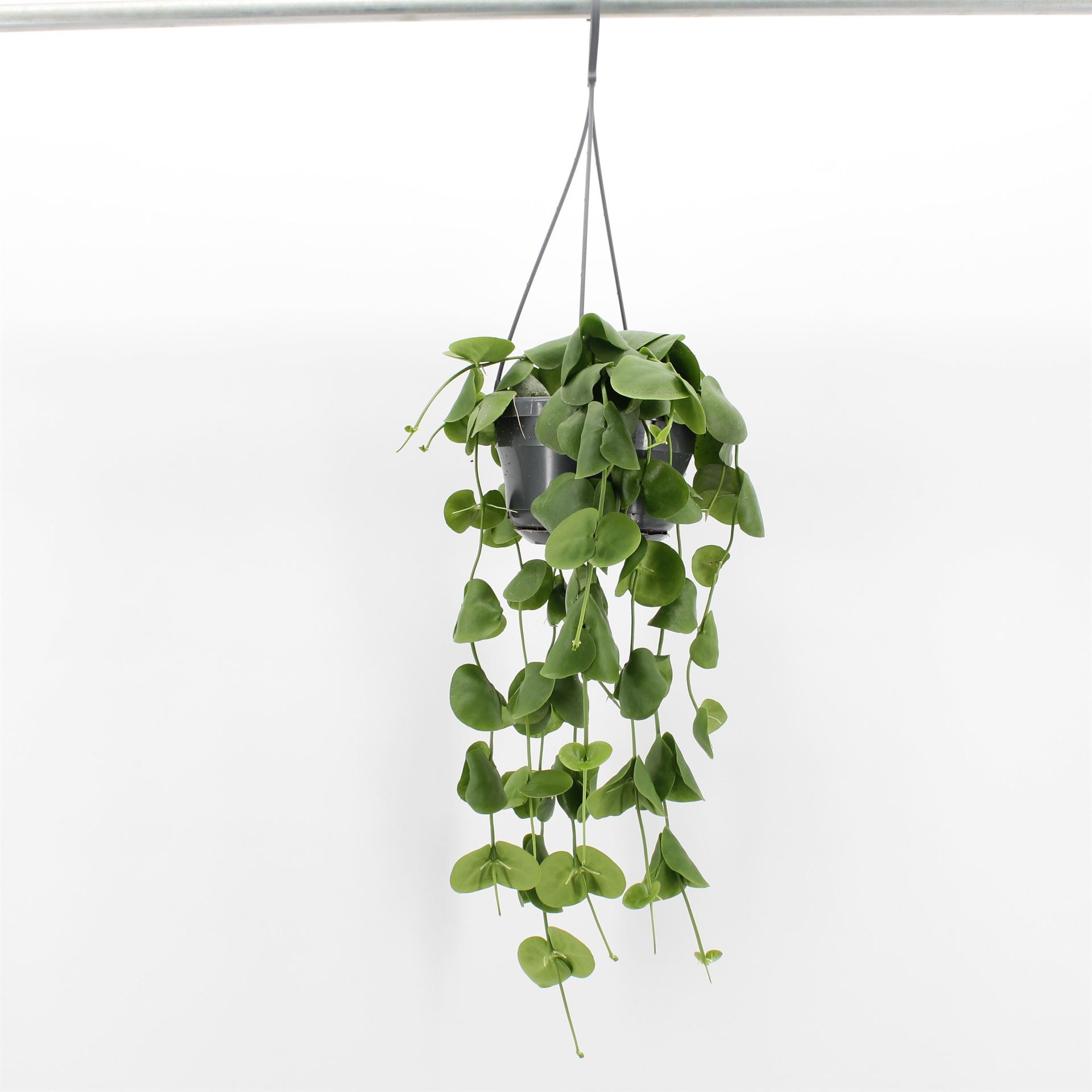Disch Platyphylla 14Ø