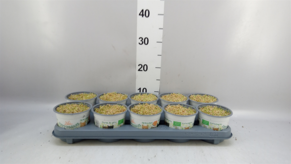 Hordeum Kitty Grass 12Ø 10cm