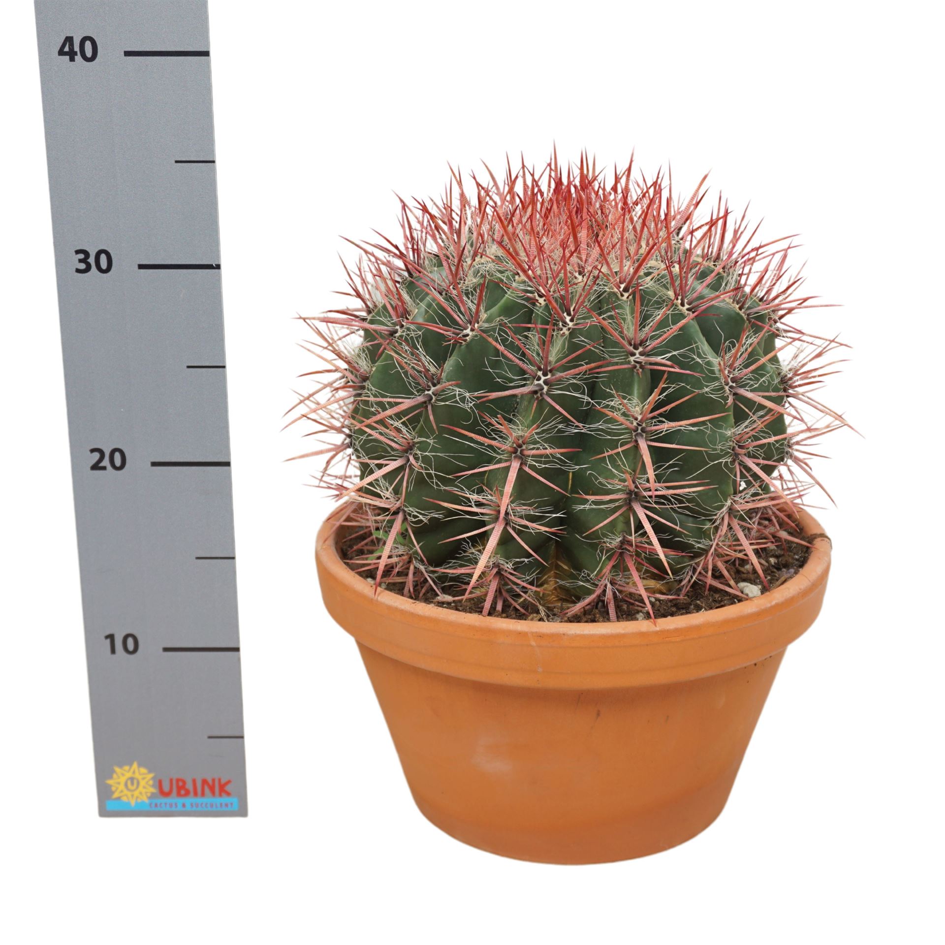Ferocactus Pilosus 27Ø 30cm